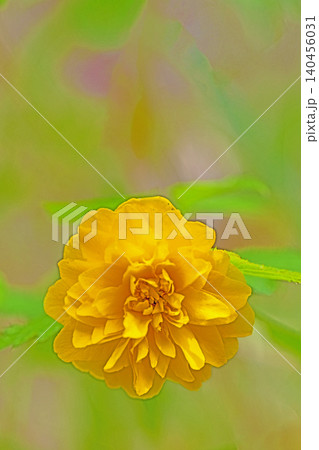 家の周りの草花 四季の色々 里山に黄色の小さなヤマブキの美しい花が咲きました 家の周りの草花 四季の色々 里山に黄色の小さなヤマブキの美しい花が咲きました 140456031