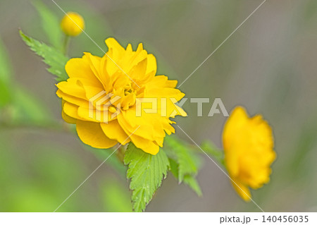 家の周りの草花 四季の色々 里山に黄色の小さなヤマブキの美しい花が咲きました 家の周りの草花 四季の色々 里山に黄色の小さなヤマブキの美しい花が咲きました 140456035