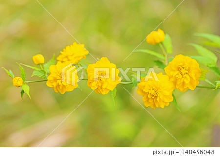 家の周りの草花 四季の色々 里山に黄色の小さなヤマブキの美しい花が咲きました 家の周りの草花 四季の色々 里山に黄色の小さなヤマブキの美しい花が咲きました 140456048