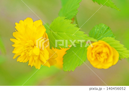 家の周りの草花 四季の色々 里山に黄色の小さなヤマブキの美しい花が咲きました 家の周りの草花 四季の色々 里山に黄色の小さなヤマブキの美しい花が咲きました 140456052