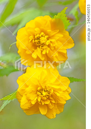 家の周りの草花　四季の色々　里山に黄色の小さなヤマブキの美しい花が咲きました 140456053