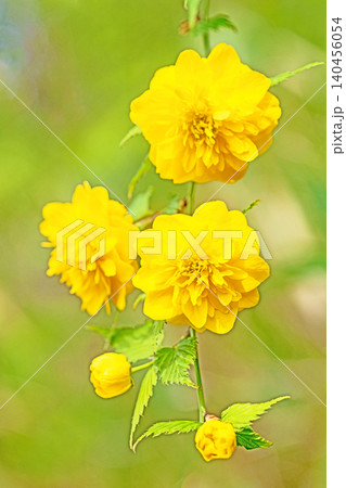 家の周りの草花 四季の色々 里山に黄色の小さなヤマブキの美しい花が咲きました 家の周りの草花 四季の色々 里山に黄色の小さなヤマブキの美しい花が咲きました 140456054