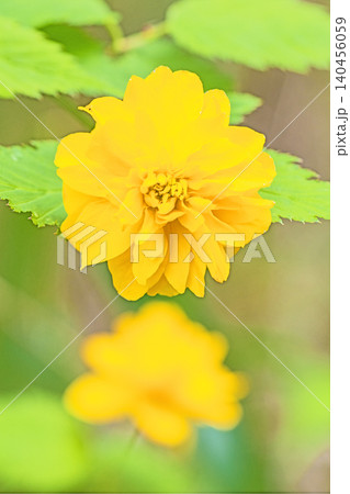 家の周りの草花　四季の色々　里山に黄色の小さなヤマブキの美しい花が咲きました 140456059
