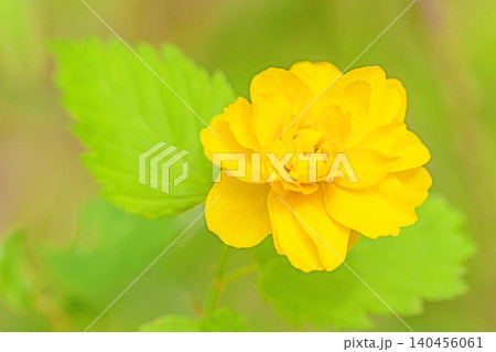 家の周りの草花 四季の色々 里山に黄色の小さなヤマブキの美しい花が咲きました 家の周りの草花 四季の色々 里山に黄色の小さなヤマブキの美しい花が咲きました 140456061