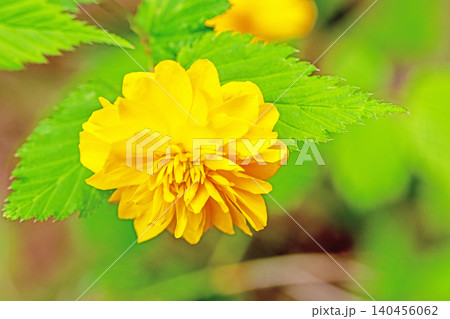 家の周りの草花 四季の色々 里山に黄色の小さなヤマブキの美しい花が咲きました 家の周りの草花 四季の色々 里山に黄色の小さなヤマブキの美しい花が咲きました 140456062