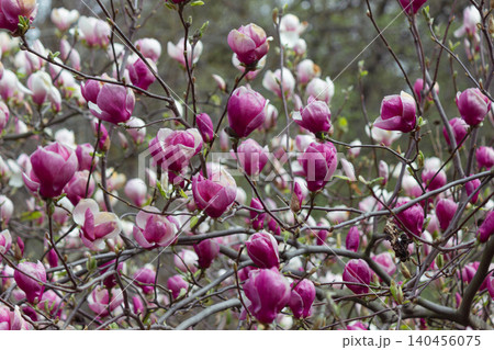 Pink magnolia soulangeana bush blooming with beautiful flowers in spring garden 140456075