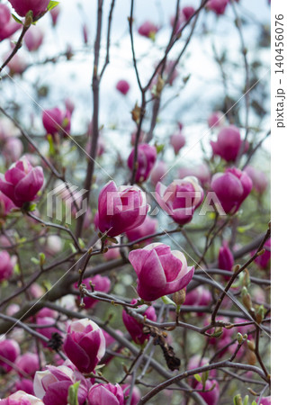 Pink magnolia soulangeana flower blooming on branches in spring garden Pink magnolia soulangeana flower blooming on branches in spring garden 140456076