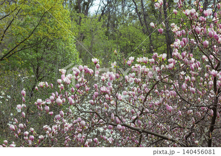 Pink magnolia soulangeana tree blooming in spring park with forest background Pink magnolia soulangeana tree blooming in spring park with forest background 140456081