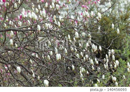 White kobus magnolia flower buds blooming on branches in spring garden White kobus magnolia flower buds blooming on branches in spring garden 140456093
