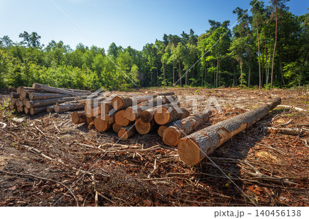 Cutting down trees in the forest 140456138