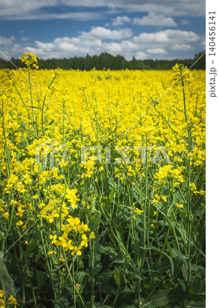 A view of a field of blooming yellow rapeseed A view of a field of blooming yellow rapeseed 140456141
