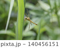 未成熟のショウジョウトンボ　やんばるの森 140456151
