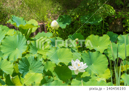夏の池に美しく咲く白い蓮の花と瑞々しい緑の葉 夏の池に美しく咲く白い蓮の花と瑞々しい緑の葉 140456193