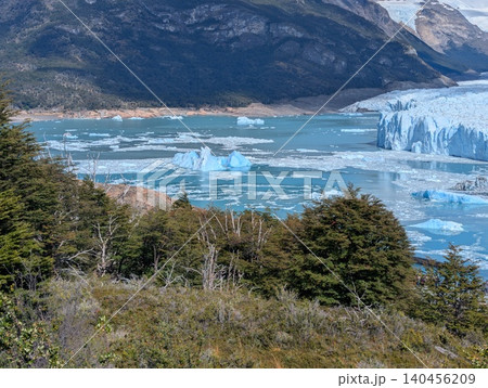 Forest foreground near Perito Moreno Glacier in Patagonia Forest foreground near Perito Moreno Glacier in Patagonia 140456209
