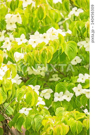 家の周りの草花 四季の色々 庭の彩どり 植木 ヤマボウシ 家の周りの草花 四季の色々 庭の彩どり 植木 ヤマボウシ 140456309
