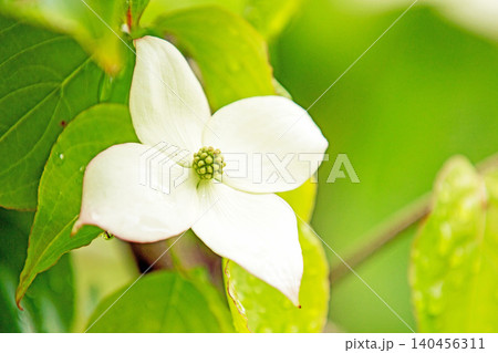 家の周りの草花 四季の色々 庭の彩どり 植木 ヤマボウシ 家の周りの草花 四季の色々 庭の彩どり 植木 ヤマボウシ 140456311
