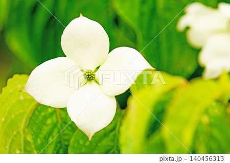 家の周りの草花 四季の色々 庭の彩どり 植木 ヤマボウシ 家の周りの草花 四季の色々 庭の彩どり 植木 ヤマボウシ 140456313