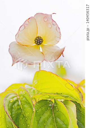 家の周りの草花 四季の色々 庭の彩どり 植木 ヤマボウシ 家の周りの草花 四季の色々 庭の彩どり 植木 ヤマボウシ 140456317