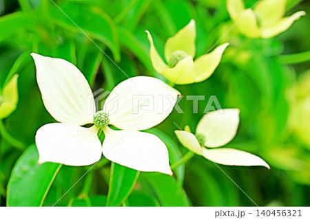 家の周りの草花 四季の色々 庭の彩どり 植木 ヤマボウシ 家の周りの草花 四季の色々 庭の彩どり 植木 ヤマボウシ 140456321