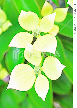 家の周りの草花　四季の色々　庭の彩どり　植木　ヤマボウシ　 140456331
