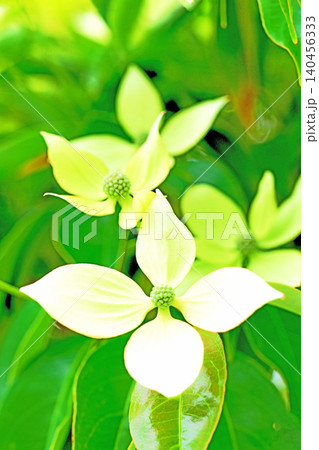 家の周りの草花 四季の色々 庭の彩どり 植木 ヤマボウシ 家の周りの草花 四季の色々 庭の彩どり 植木 ヤマボウシ 140456333