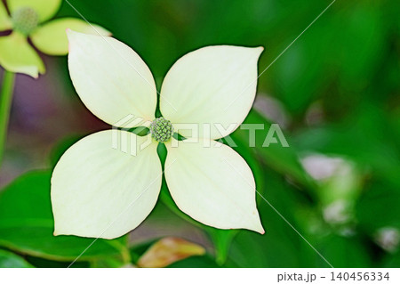 家の周りの草花　四季の色々　庭の彩どり　植木　ヤマボウシ　 140456334