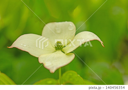 家の周りの草花　四季の色々　庭の彩どり　植木　ヤマボウシ　 140456354