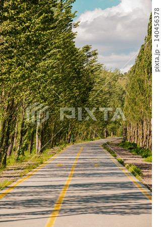 Vertical view of a paved bike lane with yellow markings running through an avenue of tall green poplars Vertical view of a paved bike lane with yellow markings running through an avenue of tall green poplars 140456378