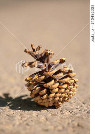 A detailed vertical close-up of a single brown pine cone resting on sunlit asphalt A detailed vertical close-up of a single brown pine cone resting on sunlit asphalt 140456383