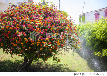 Summer landscape of a country plot, flowering bushes against the background of houses, green lawn, automatic irrigation. Backyard. Summer landscape of a country plot, flowering bushes against the background of houses, green lawn, automatic irrigation. Backyard. 140456397