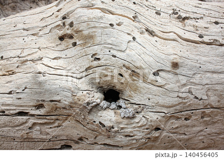 Close up wood texture for background. Natural tree, wood relief, wood structure, stripes on wood, termite track. Close up wood texture for background. Natural tree, wood relief, wood structure, stripes on wood, termite track. 140456405