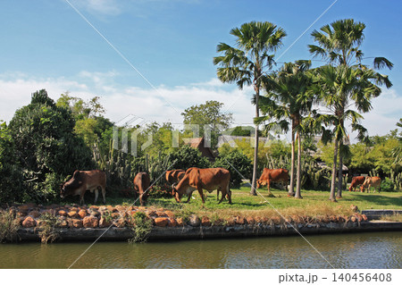 Cows graze by the river. Cows graze by the river. 140456408