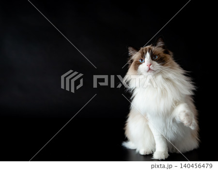 Cute domestic Ragdoll feline on dark studio background 140456479