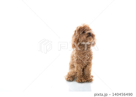 small designer dog standing on white background small designer dog standing on white background 140456490