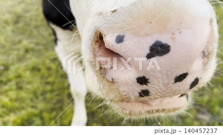Curious cow looks into camera sniffing it with a big wet nose at green lawn. Cute friendly animal showing curiosity at countryside. Cattle on pasture. Concept of farming. Slow motion Curious cow looks into camera sniffing it with a big wet nose at green lawn. Cute friendly animal showing curiosity at countryside. Cattle on pasture. Concept of farming. Slow motion 140457237