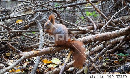 Wild fluffy squirrel sitting at wooden branch gnawing nuts at forest. Cute brown rodent eating found walnuts at autumn park. Pretty small sciurus chewing food outdoor. Concept of wildlife Wild fluffy squirrel sitting at wooden branch gnawing nuts at forest. Cute brown rodent eating found walnuts at autumn park. Pretty small sciurus chewing food outdoor. Concept of wildlife 140457370