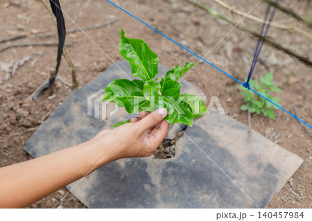 Hand gently holds young green plant. Leafy shoot grows near garden bed. Blue wire and soil frame background. Natural setting suggests care and growth. Ideal for farming, gardening, or eco themes Hand gently holds young green plant. Leafy shoot grows near garden bed. Blue wire and soil frame background. Natural setting suggests care and growth. Ideal for farming, gardening, or eco themes 140457984