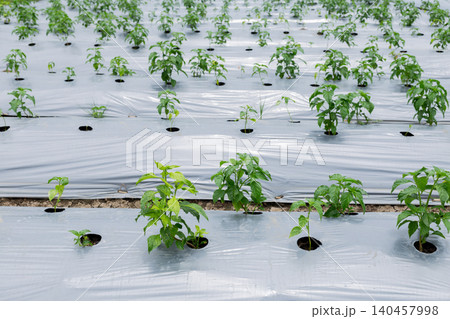 Green chili plants grow under white protective sheets. Rows stretch across fertile farmland under cloudy skies. Small wooden shelter sits near palm trees. Farmer's work is protected from pests and wee Green chili plants grow under white protective sheets. Rows stretch across fertile farmland under cloudy skies. Small wooden shelter sits near palm trees. Farmer's work is protected from pests and wee 140457998