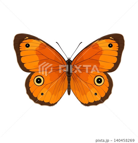Gatekeeper Butterfly Flat Vector Illustration 140458269