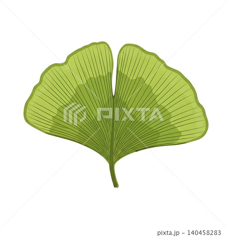 Lime Green Ginkgo Leaf Structure Flat Vector Illustration 140458283