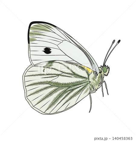 Green-veined White Butterfly Profile Flat Vector Illustration 140458363