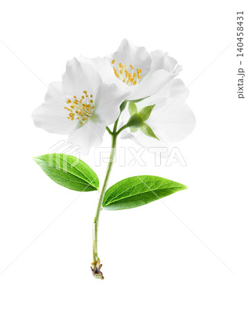 Jasmine flower on white background Jasmine flower on white background 140458431