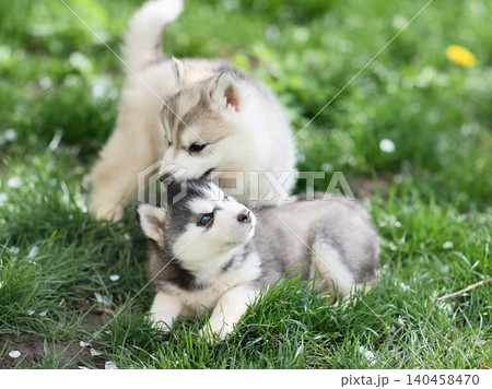Siberian Husky puppy cute outdoor Siberian Husky puppy cute outdoor 140458470