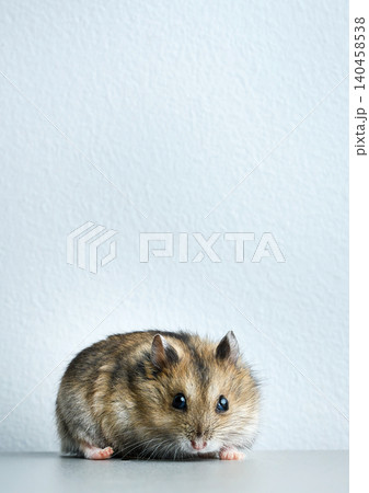 Dwarf hamster on gray background Dwarf hamster on gray background 140458538