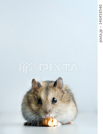 Dwarf hamster on gray background Dwarf hamster on gray background 140458540