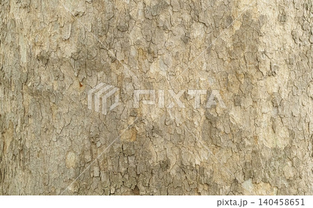 Tree trunk bark showing natural organic texture pattern Tree trunk bark showing natural organic texture pattern 140458651
