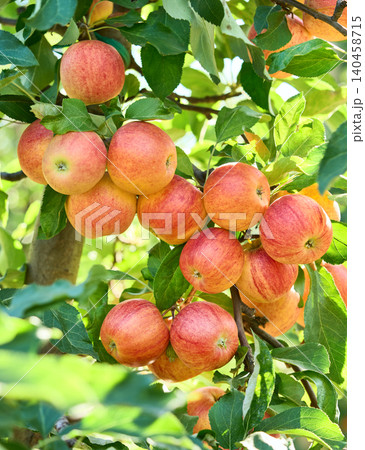Apples with leaves in the garden Apples with leaves in the garden 140458715