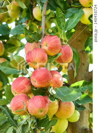 Organic red apples with leaves Organic red apples with leaves 140458724