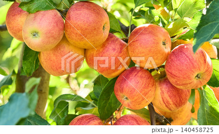 Apple tree branch in closeup Apple tree branch in closeup 140458725