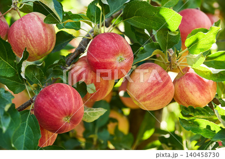 Apples with leaves in the garden Apples with leaves in the garden 140458730
